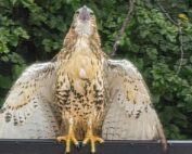 Red tail hawk spotted on the jobsite