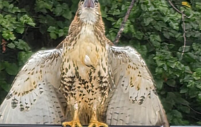 Red tail hawk spotted on the jobsite
