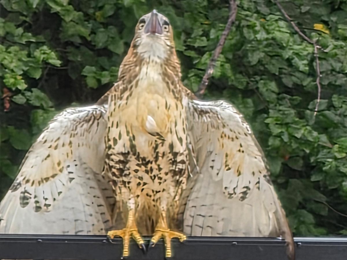 Red tail hawk spotted on the jobsite